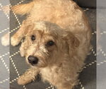 Small #5 Doxiepoo (Standard)