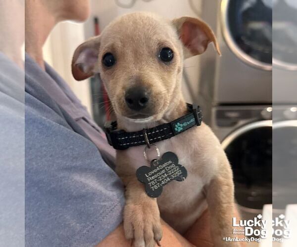 Medium Photo #4 Chihuahua-Unknown Mix Puppy For Sale in Washington, DC, USA