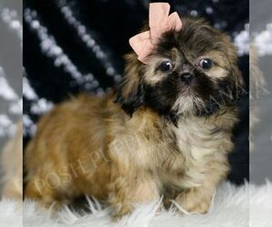 Medium Shih Tzu