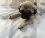 Small Photo #3 Pug Puppy For Sale in ISLANDTON, SC, USA