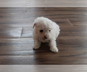 Poodle (Toy) Puppy for sale in EVART, MI, USA