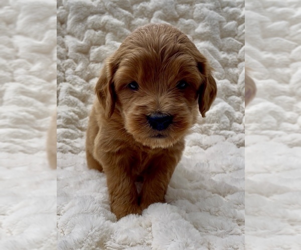 Medium Photo #2 Goldendoodle (Miniature) Puppy For Sale in RANDOLPH, WI, USA