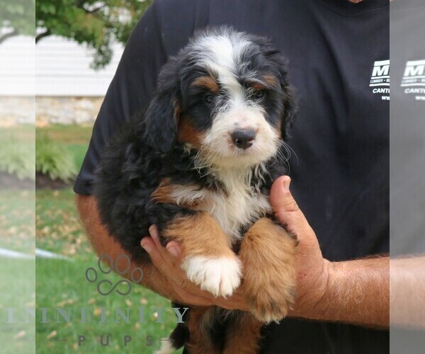 Medium Photo #2 Bernedoodle (Miniature) Puppy For Sale in NARVON, PA, USA