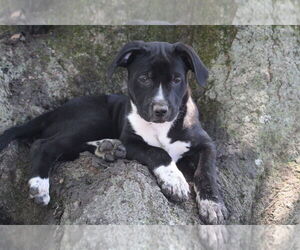 Medium Mutt