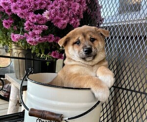 Shiba Inu Puppy for sale in OWEN, WI, USA