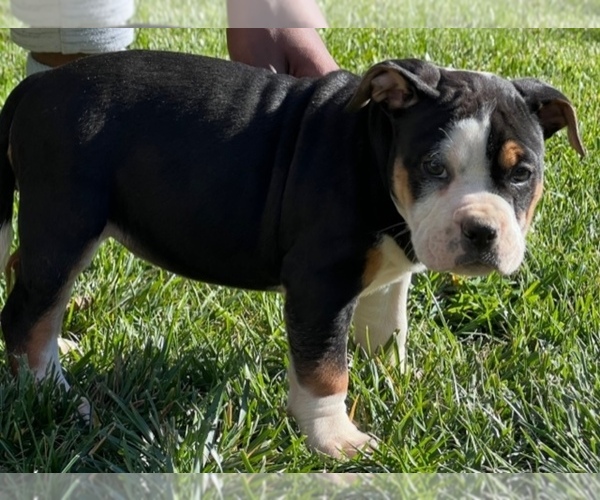 Full screen Photo #1 American Bully Puppy For Sale in WAXHAW, NC, USA