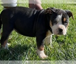 Small Photo #1 American Bully Puppy For Sale in WAXHAW, NC, USA