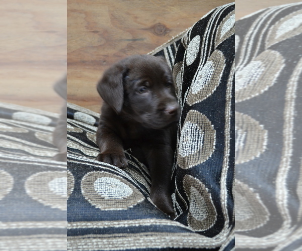 Medium Photo #2 Labrador Retriever Puppy For Sale in GREENWOOD, WI, USA