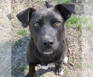 Labrador Retriever-Staffordshire Bull Terrier Mix Dogs for adoption in Camden, SC, USA