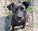 Small Labrador Retriever-Staffordshire Bull Terrier Mix