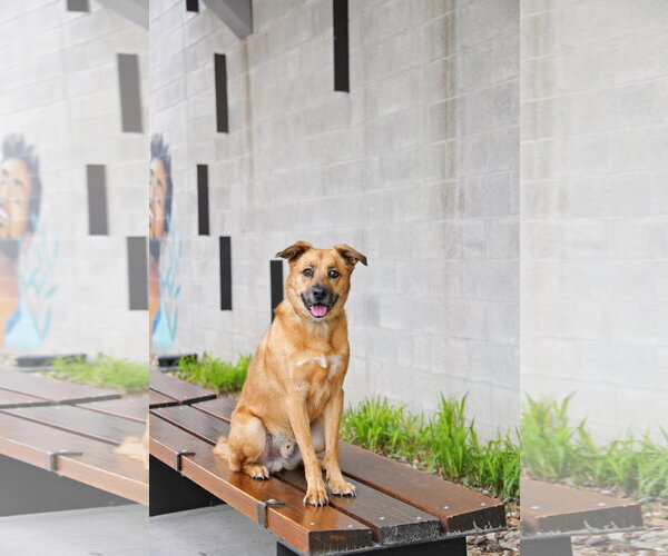 Medium Photo #17 Mutt Puppy For Sale in Sandy, UT, USA