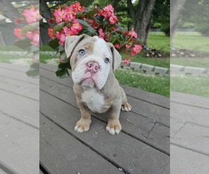 Bulldog Puppy for sale in INDIANAPOLIS, IN, USA