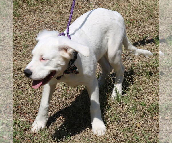 Medium Photo #2 Argentinian Mastiff-Great Pyrenees Mix Puppy For Sale in Bandera, TX, USA