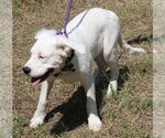Small #1 Argentinian Mastiff-Great Pyrenees Mix