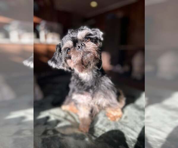 Medium Photo #3 Shih Tzu-Unknown Mix Puppy For Sale in Greenville, SC, USA