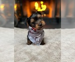 Small Photo #1 Yorkshire Terrier Puppy For Sale in NEWARK, DE, USA