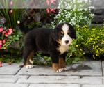Small #3 Bernese Mountain Dog