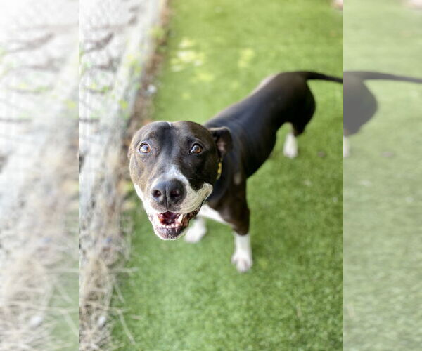 Medium Photo #1 Mutt Puppy For Sale in Rowlett, TX, USA