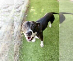 Mutt Dogs for adoption in Rowlett, TX, USA