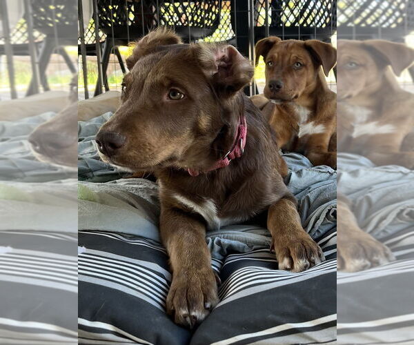 Medium Photo #1 Labrador Retriever-Unknown Mix Puppy For Sale in Dana Point, CA, USA