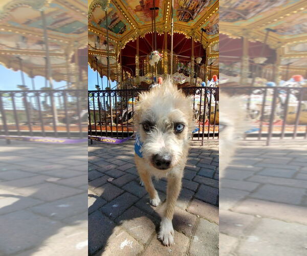 Medium Photo #4 Norfolk Terrier-Unknown Mix Puppy For Sale in Fresno, CA, USA