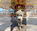 Small #3 Norfolk Terrier Mix