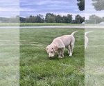 Oakley - Female Labrador Retriever Puppy for Sale - Photo #7