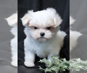 Maltese Puppy for sale in ROCK VALLEY, IA, USA