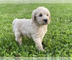 Small Photo #7 Labradoodle Puppy For Sale in CANON, GA, USA