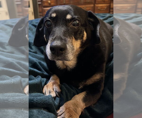 Medium Photo #2 Dachshund-Unknown Mix Puppy For Sale in Cary, NC, USA