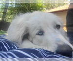Small #23 Great Pyrenees