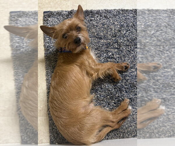 Medium Photo #3 Mutt Puppy For Sale in Andover, MN, USA