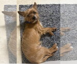 Small #2 Mutt
