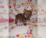 Small #6 Yorkshire Terrier