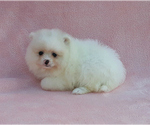 Small Photo #8 Pomeranian Puppy For Sale in PALM BCH GDNS, FL, USA