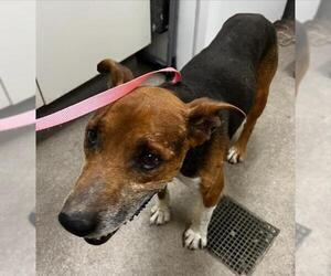 Mutt Dogs for adoption in HESPERIA, CA, USA