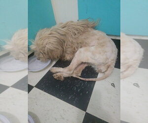 Golden Retriever-Unknown Mix Dogs for adoption in Aurora, IN, USA