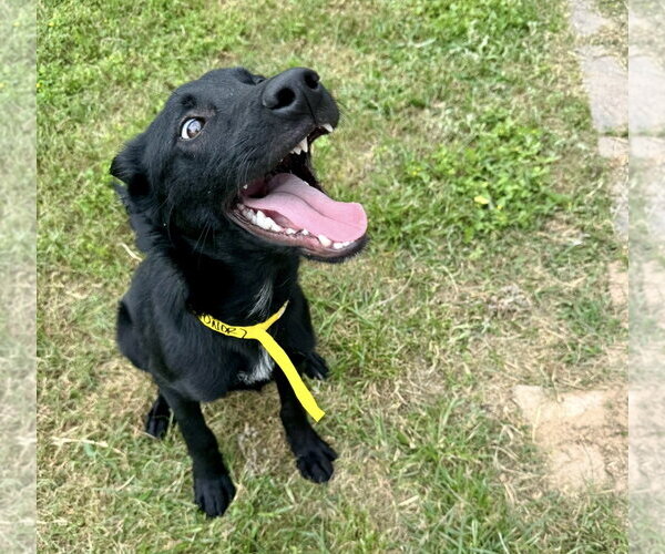 Medium Photo #7 Mutt Puppy For Sale in Houston, TX, USA