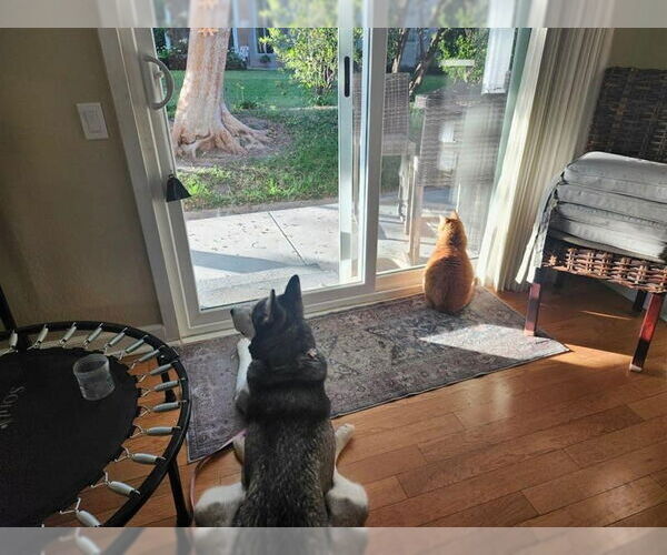 Medium Photo #7 Siberian Husky-Unknown Mix Puppy For Sale in Lake Forest, CA, USA