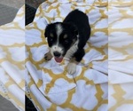 Small #1 Miniature Australian Shepherd