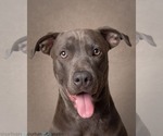 Small #2 American Pit Bull Terrier-German Shepherd Dog Mix