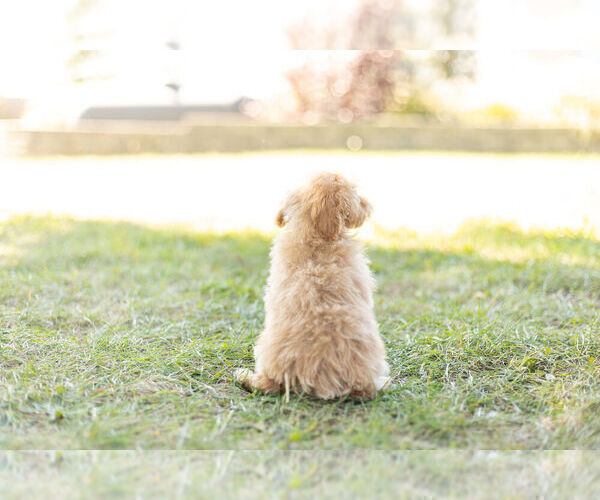 Medium Photo #9 Maltipoo Puppy For Sale in WARSAW, IN, USA