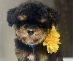Small Photo #5 Poodle (Toy) Puppy For Sale in GAY, GA, USA