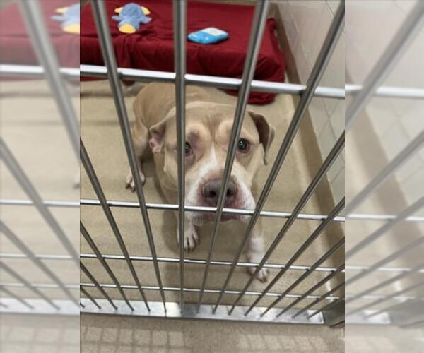 Medium Photo #1 American Pit Bull Terrier Puppy For Sale in Derwood, MD, USA