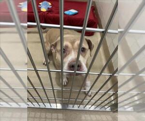 American Pit Bull Terrier Dogs for adoption in Derwood, MD, USA