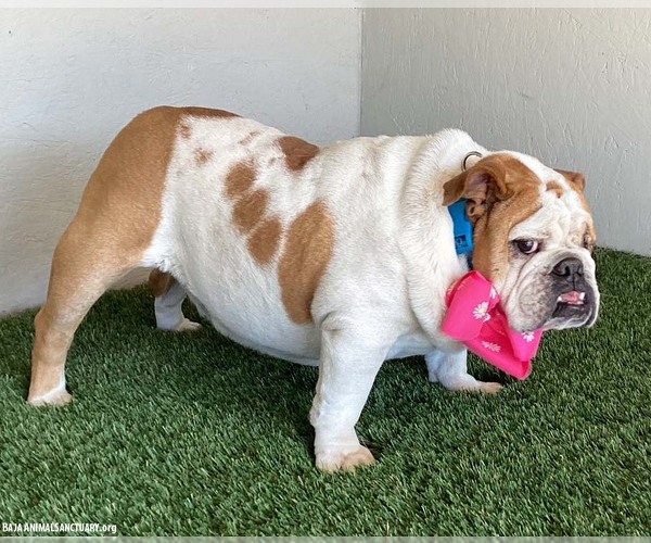 Medium Photo #2 Bulldog-Unknown Mix Puppy For Sale in San Diego, CA, USA