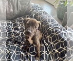 Small #4 Mutt