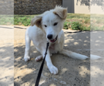 Small #11 Collie Mix