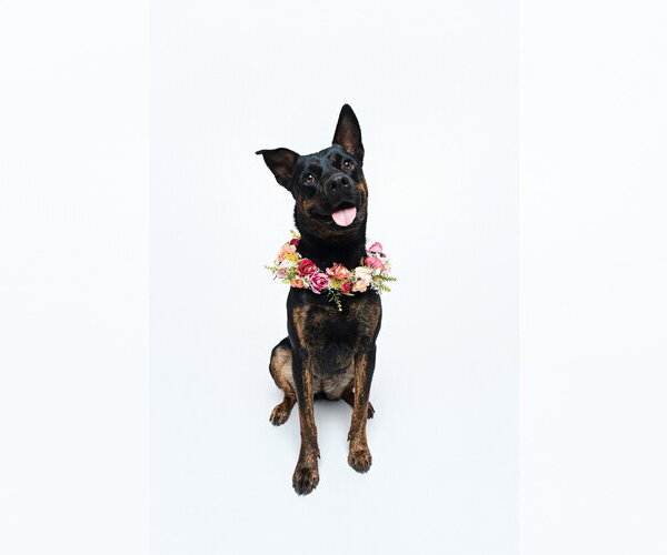 Medium Photo #2 Mutt Puppy For Sale in Houston, TX, USA