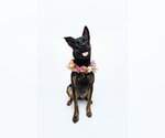Small #1 Mutt